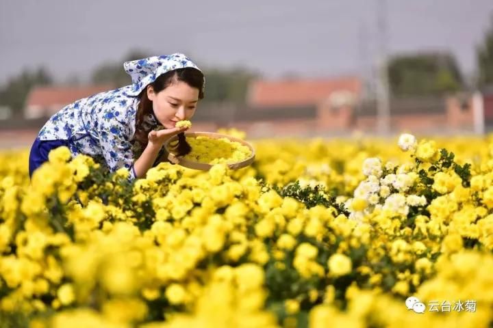 云臺冰菊基地發(fā)生了什么？一批批領(lǐng)導(dǎo)專家團(tuán)隊前來！
