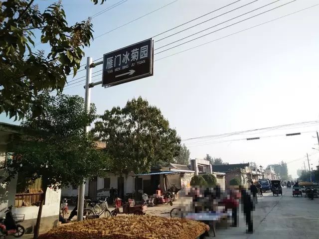 如何找到云臺(tái)冰菊？怎樣找到云臺(tái)冰菊？